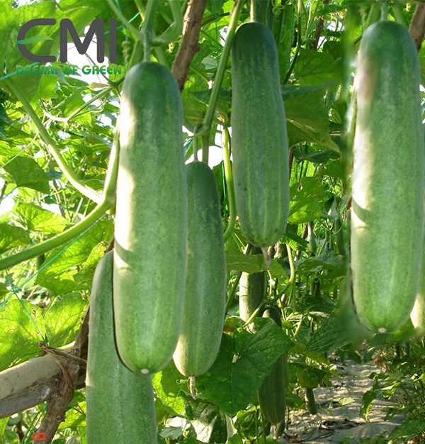 cây dưa leo bị đốm phấn cây dưa leo bị đốm phấn