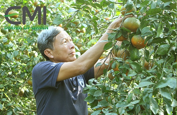 dấu hiệu bệnh loét trên cây cam