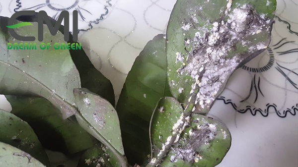 Triệu chứng của cây cam khi bị rệp sáp xâm hại Triệu chứng của cây cam khi bị rệp sáp xâm hại