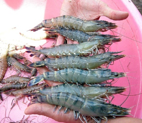 ảnh hưởng của nhiệt độ đến sự phát triển của tôm