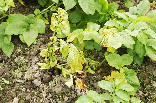 bệnh héo rũ khoai lang