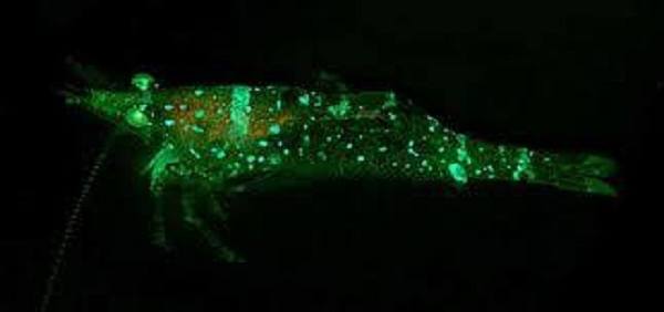 cách phòng ngừa và điều trị bệnh phát sáng trên tôm cách phòng ngừa và điều trị bệnh phát sáng trên tôm