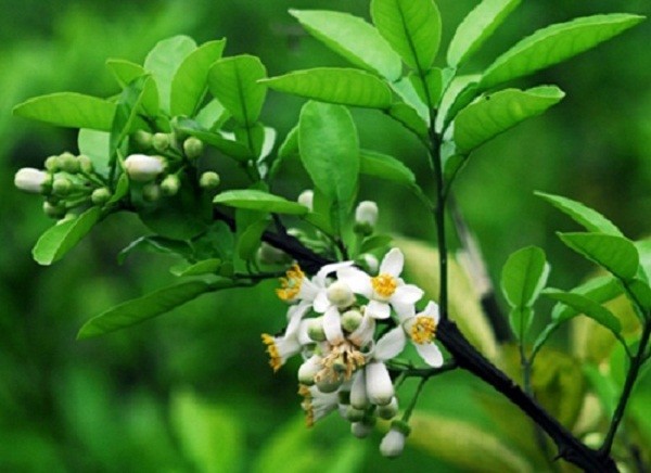 hoa bưởi hoa bưởi