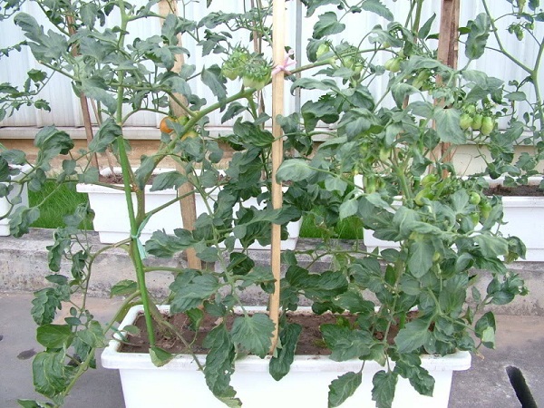 cây cà chua cây cà chua