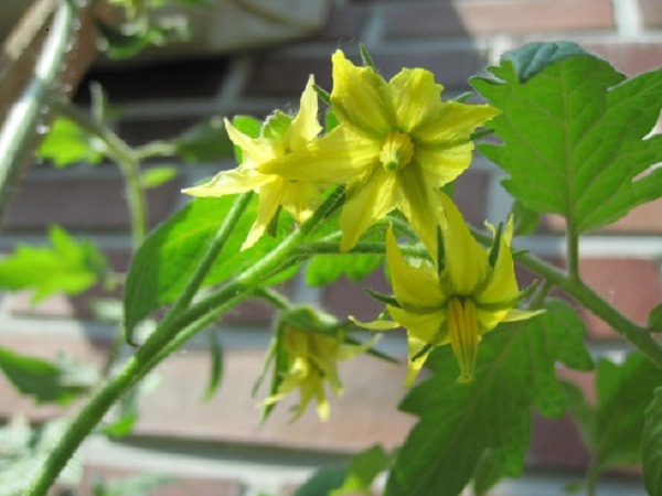 hoa cà chua hoa cà chua