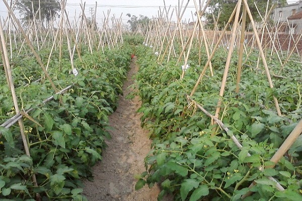 ruộng cà chua ruộng cà chua
