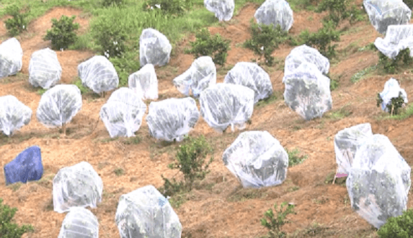 cam mắc màn để tránh sâu bọ tại nghệ an