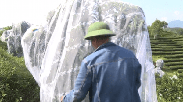 cam mắc màn để tránh sâu bọ tại nghệ an