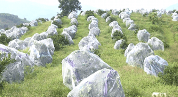 cam mắc màn để tránh sâu bọ tại nghệ an