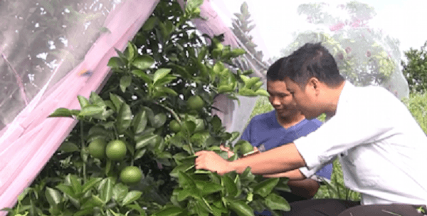 cam mắc màn để tránh sâu bọ tại nghệ an