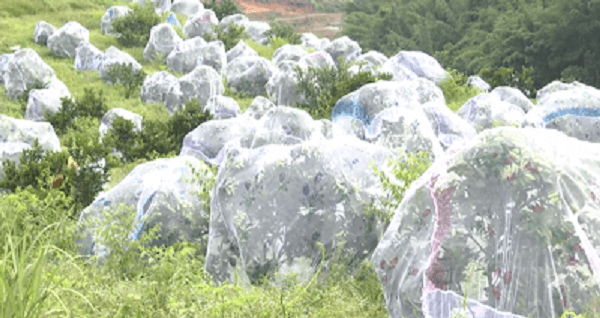 cam mắc màn để tránh sâu bọ tại nghệ an