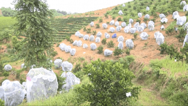 chiêu độc với cam mắc màn để tránh sâu bọ tại nghệ an