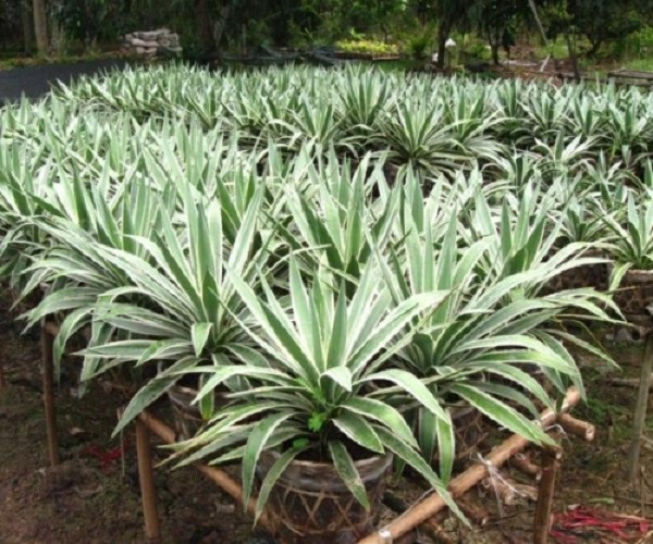 cây dứa