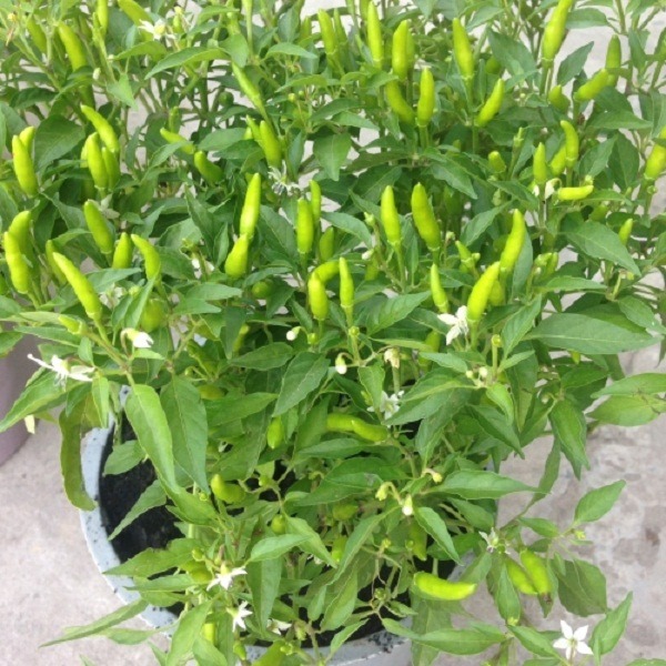 cây ớt khi ra hoa cây ớt khi ra hoa