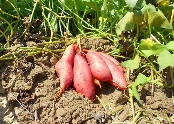 thời kỳ phát triển củ khoai lang