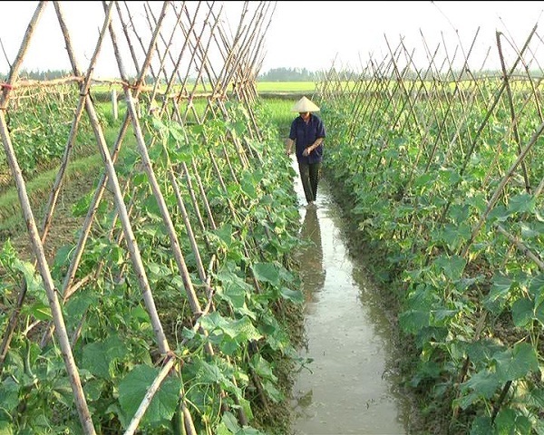 Ruộng dưa leo 