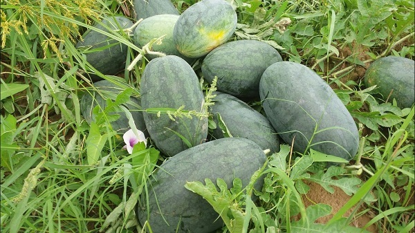 cách trồng dưa hấu năng suất cao cách trồng dưa hấu năng suất cao