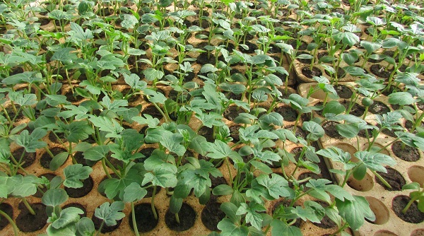 cây dua hấu cây dua hấu