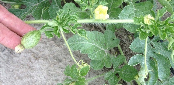 hoa dưa hấu hoa dưa hấu