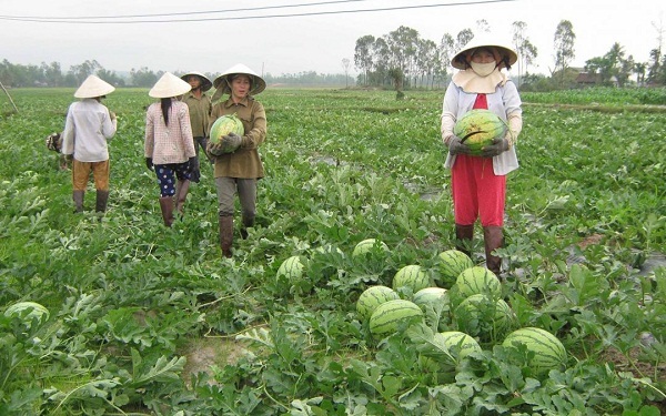 cách trồng dưa hấu năng suất cao cách trồng dưa hấu năng suất cao