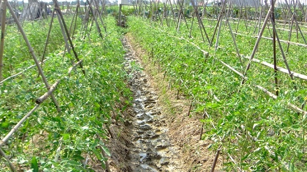 cách làm giàn cà chua cách làm giàn cà chua