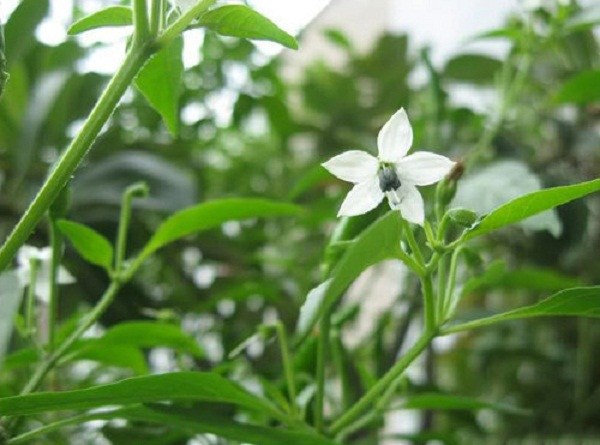 hoa cây ớt hoa cây ớt