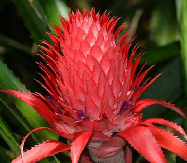 hoa dứa