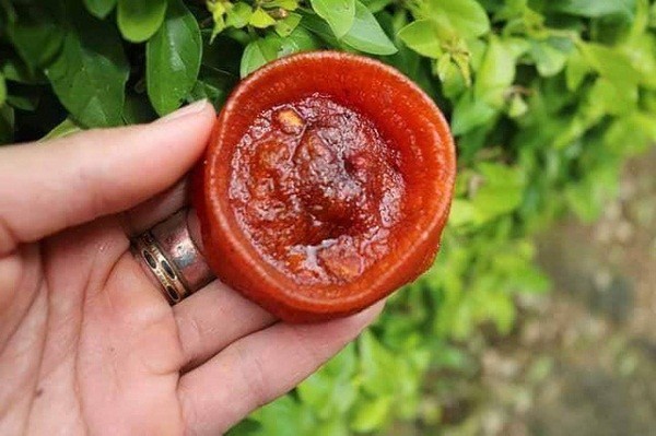 hồng trung quốc tràn lan trên thị trường