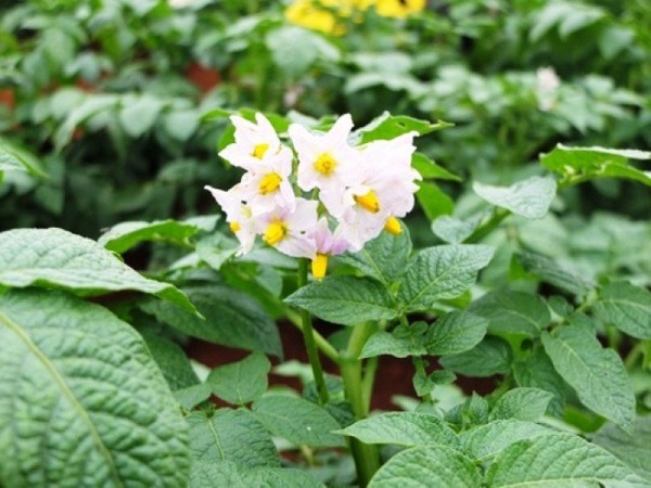 thời kỳ khoai tây ra hoa