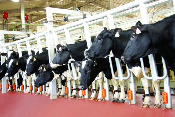 mô hình nuôi bò sử dụng công nghệ cao