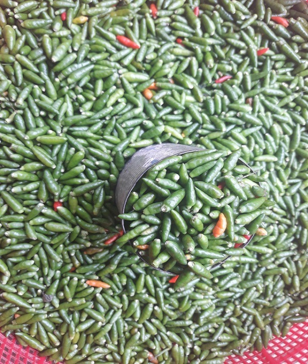ớt bay có giá cao ngất ngưởng
