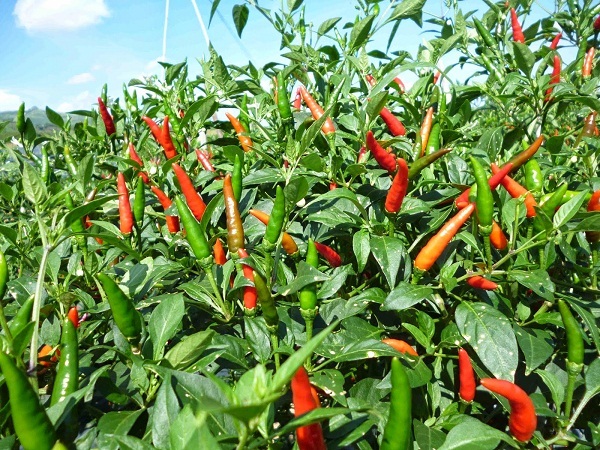 cây ớt cây ớt