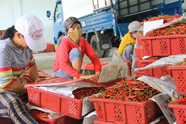malaysia dừng nhập khẩu ớt của Việt Nam