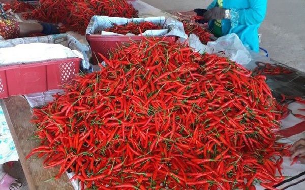 malaysia ngừng nhập khẩu ớt của Việt Nam