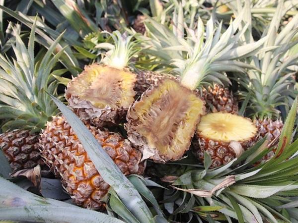 bệnh thối trái trên cây dứa