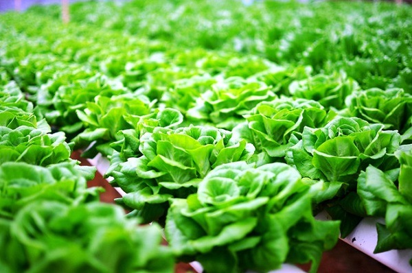 nông sản việt gặp nhiều thách thức khi xuất khẩu sang mỹ