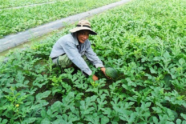 ruộng dưa hấu ruộng dưa hấu