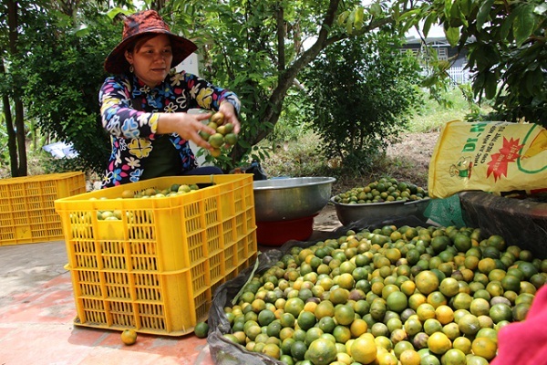 cam quýt bị héo xanh chết hàng loạt