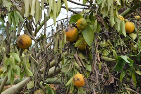 cam quýt bị héo xanh chết hàng loạt