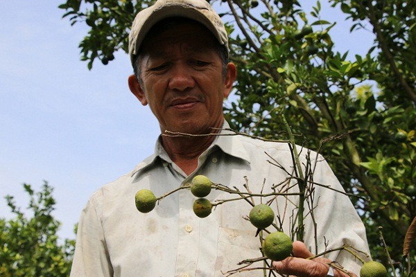 cam quýt héo xanh chết hàng loạt