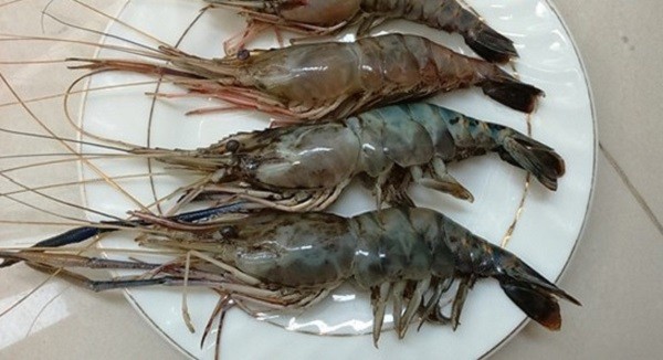 cách chọn tôm ngon
