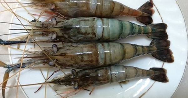 cách chọn tôm ngon