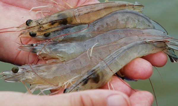 cách điều trị bệnh đóng rong trên tôm cách điều trị bệnh đóng rong trên tôm