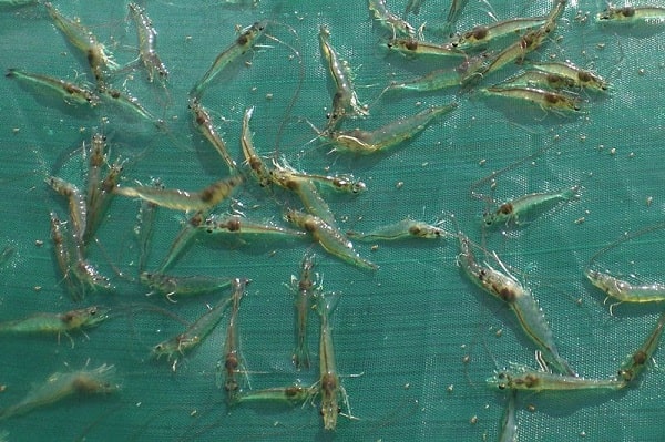 bí quyết nuôi tôm chân trắng siêu hiệu quả