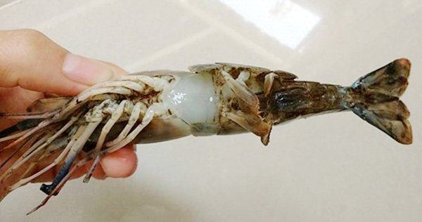 cách chọn tôm sạch