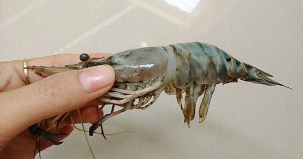 cách nhận biết tôm bẩn