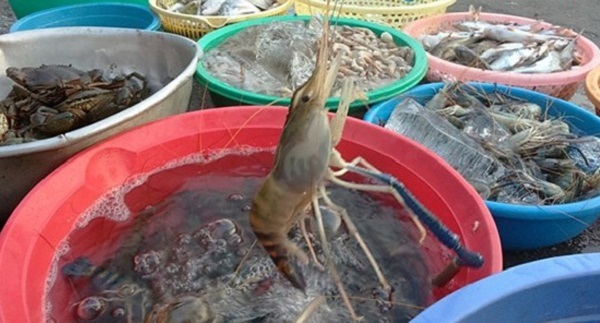 cách chọn tôm sạch
