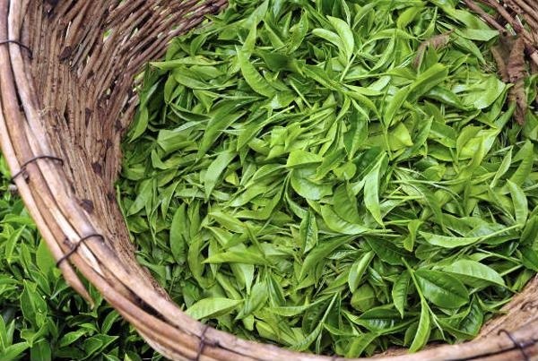 trung quốc mượn tên công ty việt tranh mua trà ở việt nam