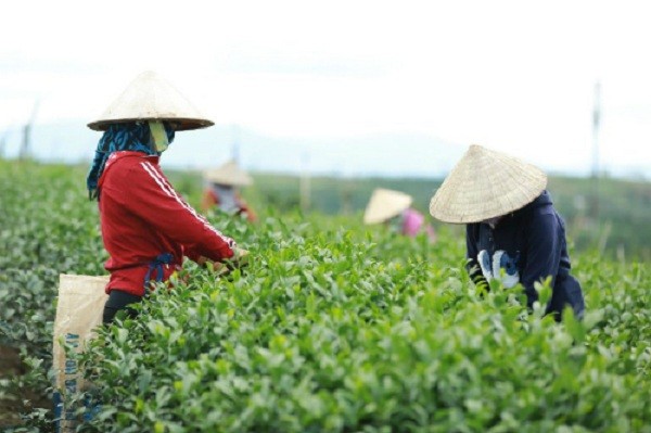 trung quốc mượn tên công ty Việt tranh mua trà ở Việt Nam