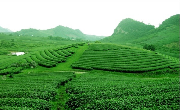 trung quốc mượn tên công ty việt tranh mua trà ở việt nam